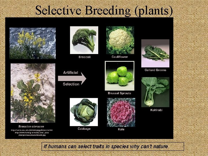 Selective Breeding (plants) If humans can select traits in species why can’t nature 