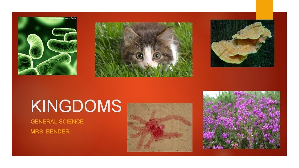 KINGDOMS GENERAL SCIENCE MRS. BENDER 