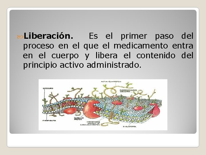  Liberación. Es el primer paso del proceso en el que el medicamento entra