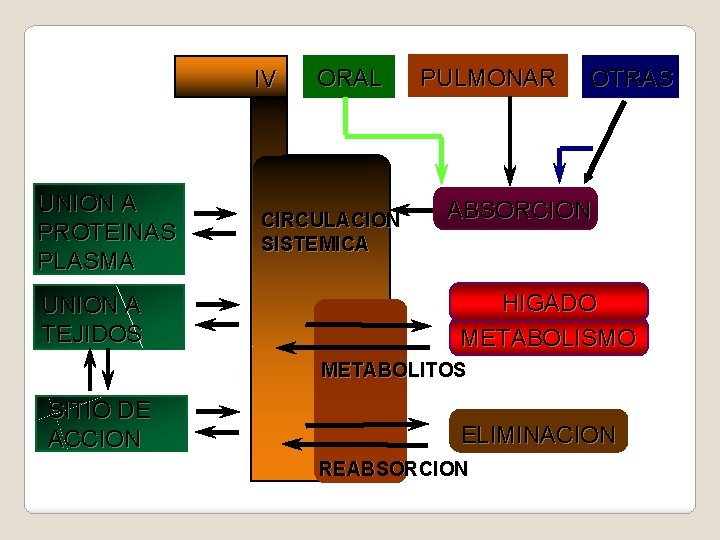 IV UNION A PROTEINAS PLASMA UNION A TEJIDOS ORAL CIRCULACION SISTEMICA PULMONAR OTRAS ABSORCION