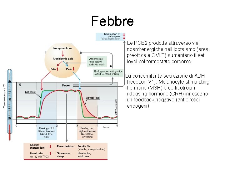 Febbre Le PGE 2 prodotte attraverso vie noardrenergiche nell’ipotalamo (area preottica e OVLT) aumentano