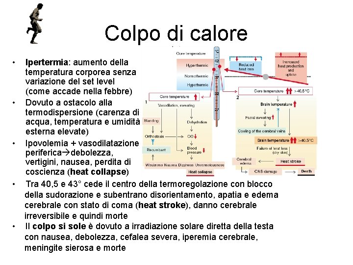 Colpo di calore • • • Ipertermia: aumento della temperatura corporea senza variazione del