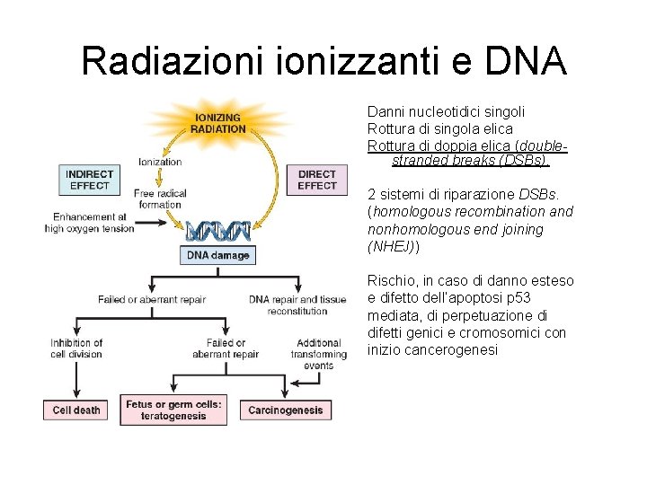 Radiazionizzanti e DNA Danni nucleotidici singoli Rottura di singola elica Rottura di doppia elica