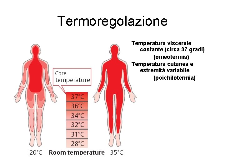 Termoregolazione Temperatura viscerale costante (circa 37 gradi) (omeotermia) Temperatura cutanea e estremità variabile (poichilotermia)