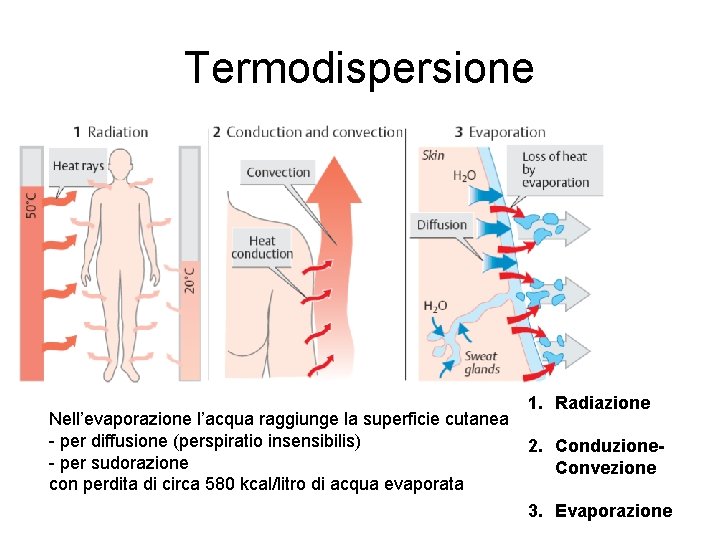 Termodispersione Nell’evaporazione l’acqua raggiunge la superficie cutanea - per diffusione (perspiratio insensibilis) - per