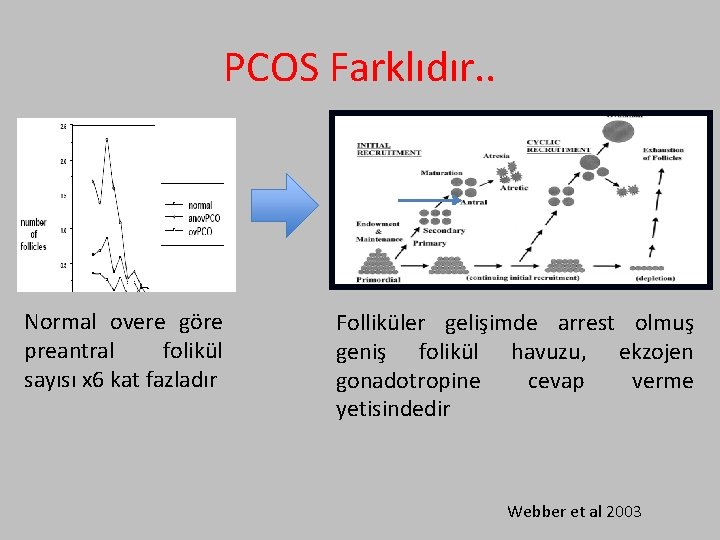 PCOS Farklıdır. . Normal overe göre preantral folikül sayısı x 6 kat fazladır Folliküler