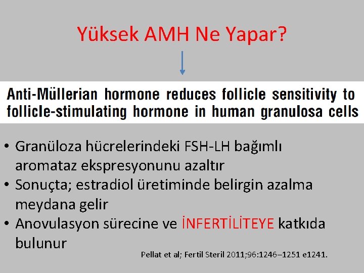 Yüksek AMH Ne Yapar? • Granüloza hücrelerindeki FSH-LH bağımlı aromataz ekspresyonunu azaltır • Sonuçta;