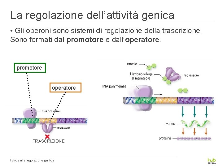 La regolazione dell’attività genica • Gli operoni sono sistemi di regolazione della trascrizione. Sono