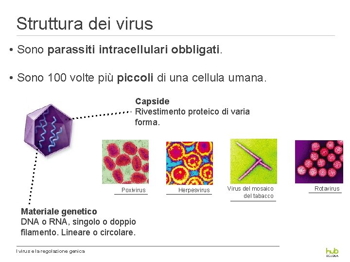 Struttura dei virus • Sono parassiti intracellulari obbligati. • Sono 100 volte più piccoli