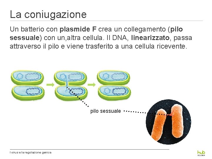 La coniugazione Un batterio con plasmide F crea un collegamento (pilo sessuale) con un,