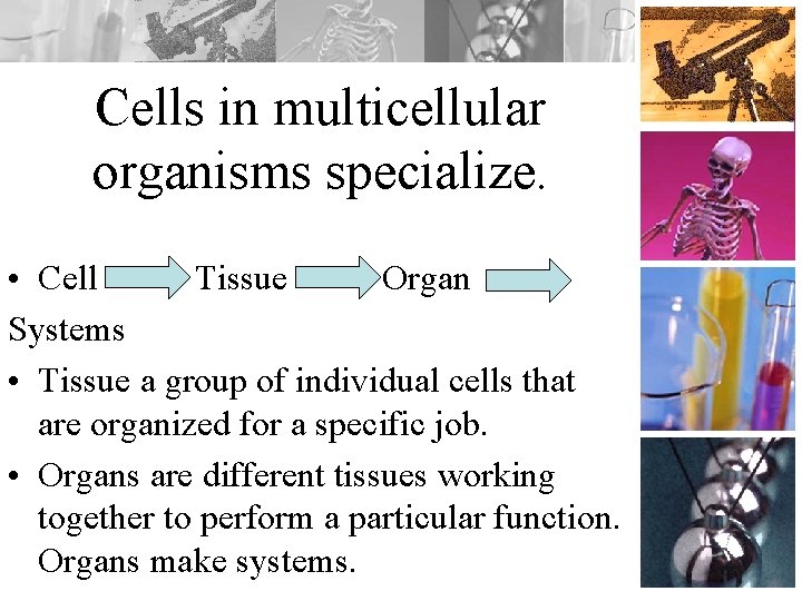 Cells in multicellular organisms specialize. • Cell Tissue Organ Systems • Tissue a group
