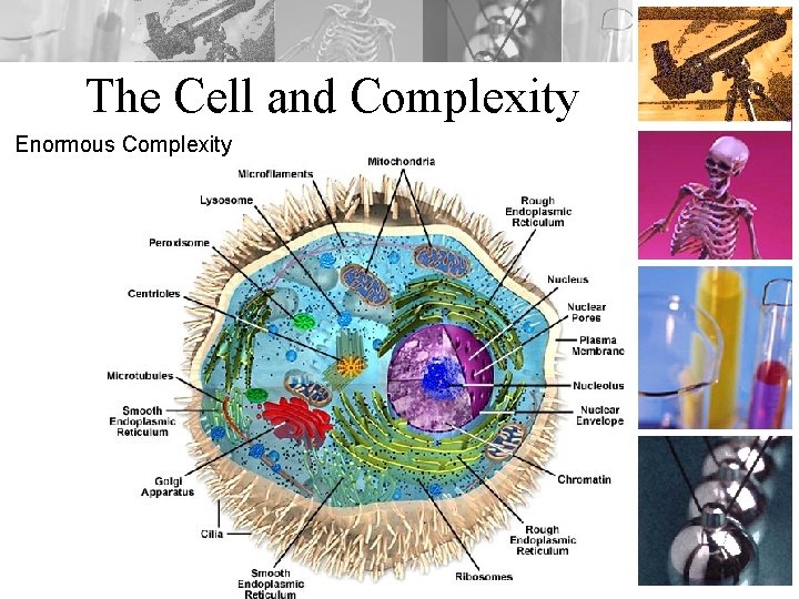 The Cell and Complexity Enormous Complexity 