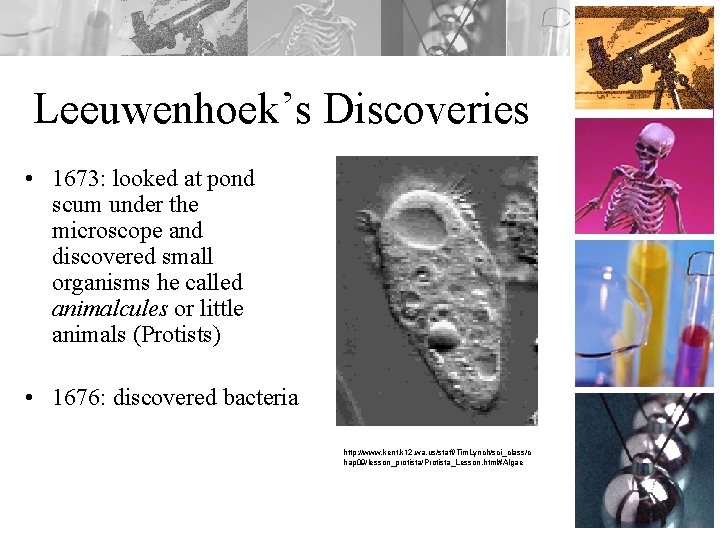 Leeuwenhoek’s Discoveries • 1673: looked at pond scum under the microscope and discovered small