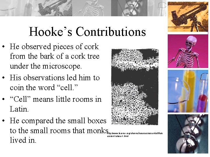 Hooke’s Contributions • He observed pieces of cork from the bark of a cork