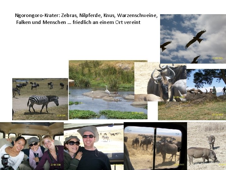 Ngorongoro-Krater: Zebras, Nilpferde, Knus, Warzenschweine, Falken und Menschen … friedlich an einem Ort vereint