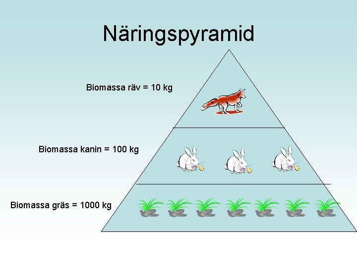 Näringspyramid Biomassa räv = 10 kg Biomassa kanin = 100 kg Biomassa gräs =