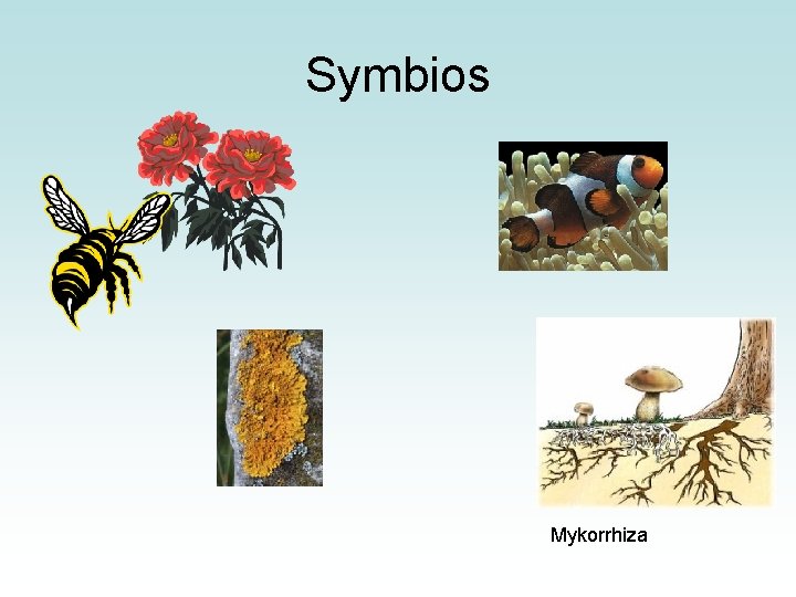 Symbios Mykorrhiza 