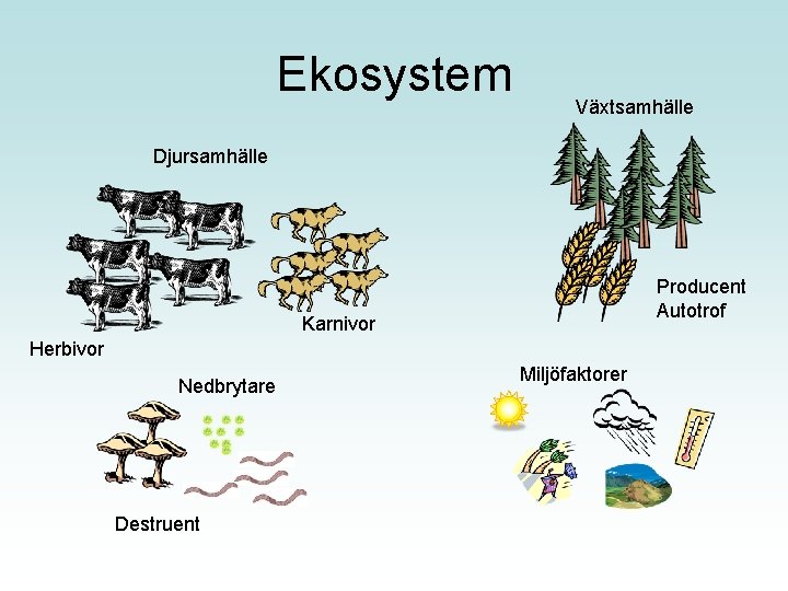 Ekosystem Växtsamhälle Djursamhälle Producent Autotrof Karnivor Herbivor Nedbrytare Destruent Miljöfaktorer 