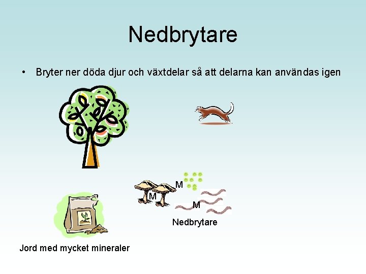 Nedbrytare • Bryter ner döda djur och växtdelar så att delarna kan användas igen
