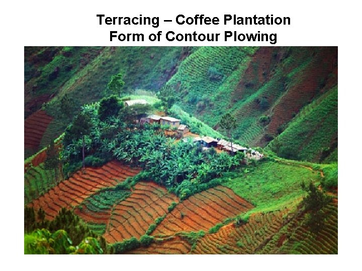 Terracing – Coffee Plantation Form of Contour Plowing 