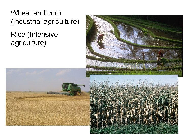 Wheat and corn (industrial agriculture) Rice (Intensive agriculture) 