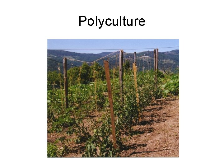 Polyculture 