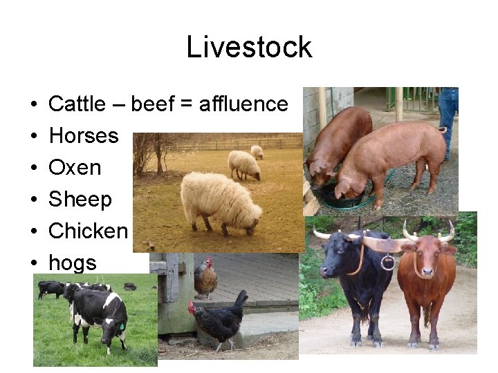 Livestock • • • Cattle – beef = affluence Horses Oxen Sheep Chicken hogs