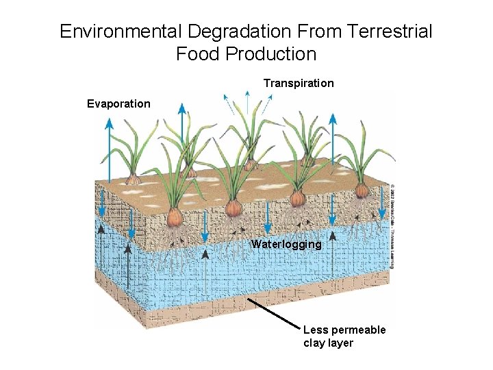 Environmental Degradation From Terrestrial Food Production Transpiration Evaporation Waterlogging Less permeable clay layer 