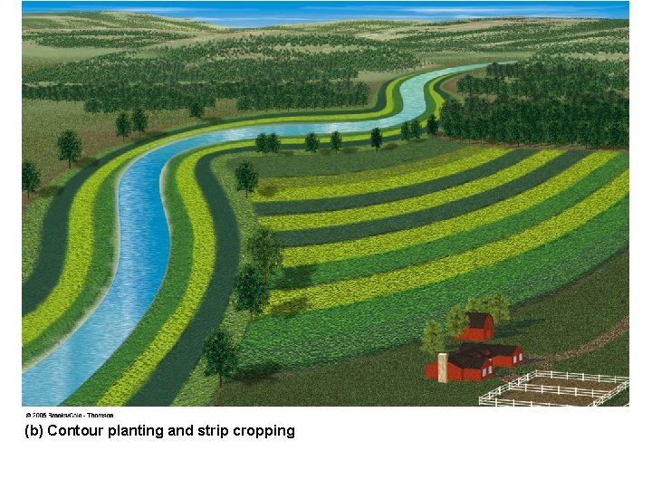 (b) Contour planting and strip cropping 