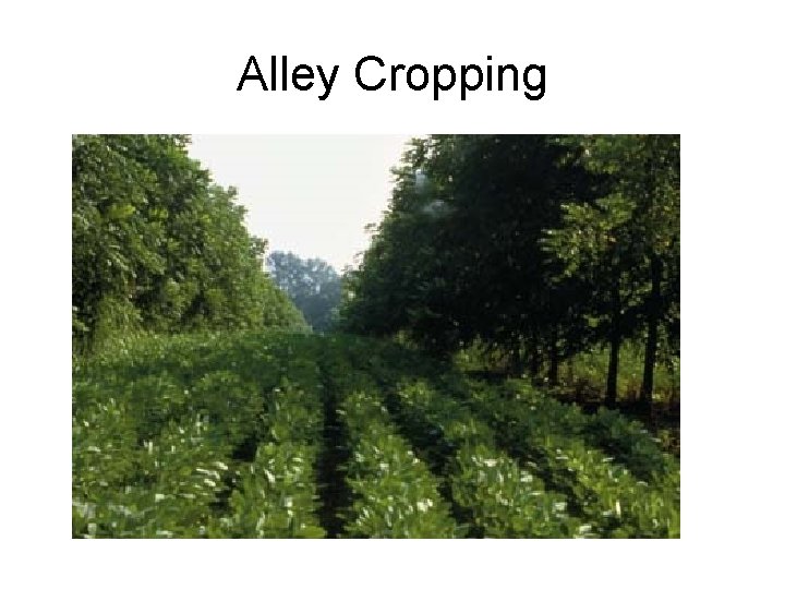 Alley Cropping 