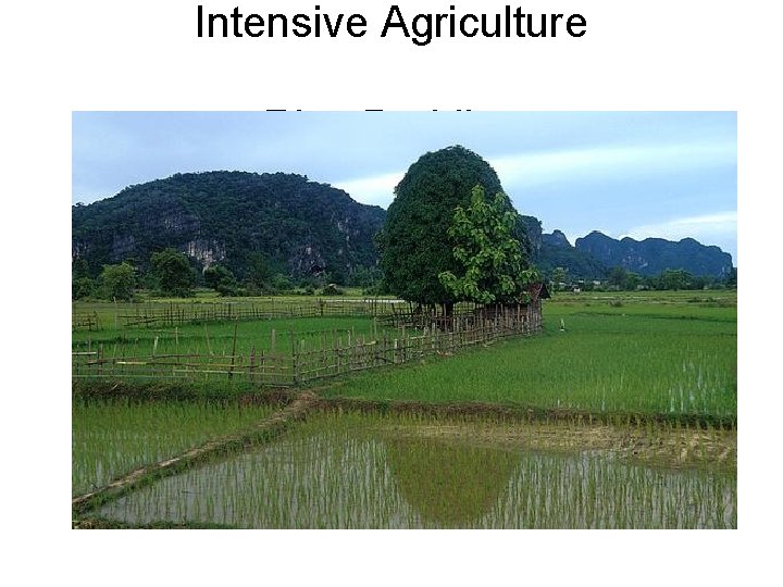 Intensive Agriculture Rice Paddies 
