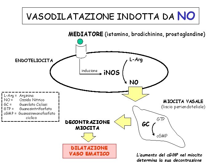 VASODILATAZIONE INDOTTA DA NO MEDIATORE (istamina, bradichinina, prostaglandine) L-Arg ENDOTELIOCITA induzione i. NOS NO