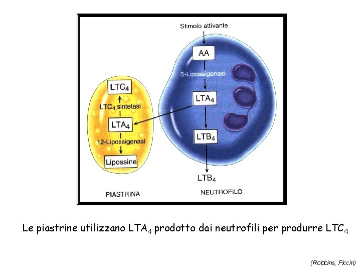 Le piastrine utilizzano LTA 4 prodotto dai neutrofili per produrre LTC 4 (Robbins, Piccin)