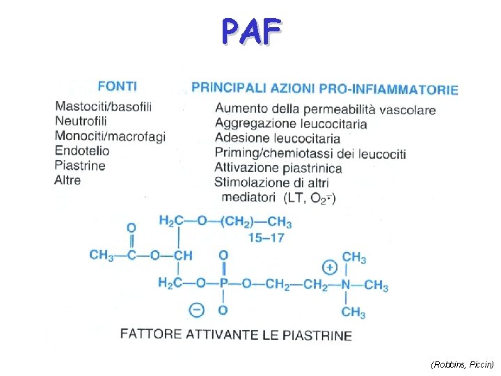 PAF (Robbins, Piccin) 