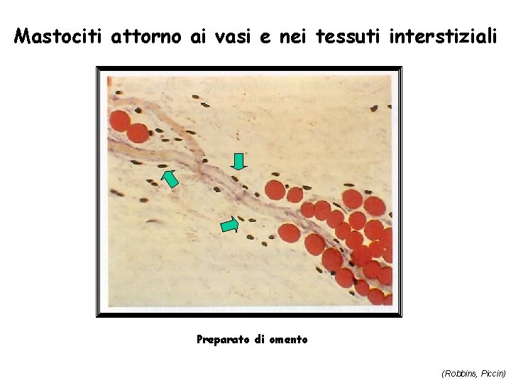 Mastociti attorno ai vasi e nei tessuti interstiziali Preparato di omento (Robbins, Piccin) 