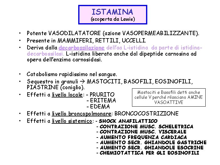 ISTAMINA (scoperta da Lewis) • • • Potente VASODILATATORE (azione VASOPERMEABILIZZANTE). Presente in MAMMIFERI,