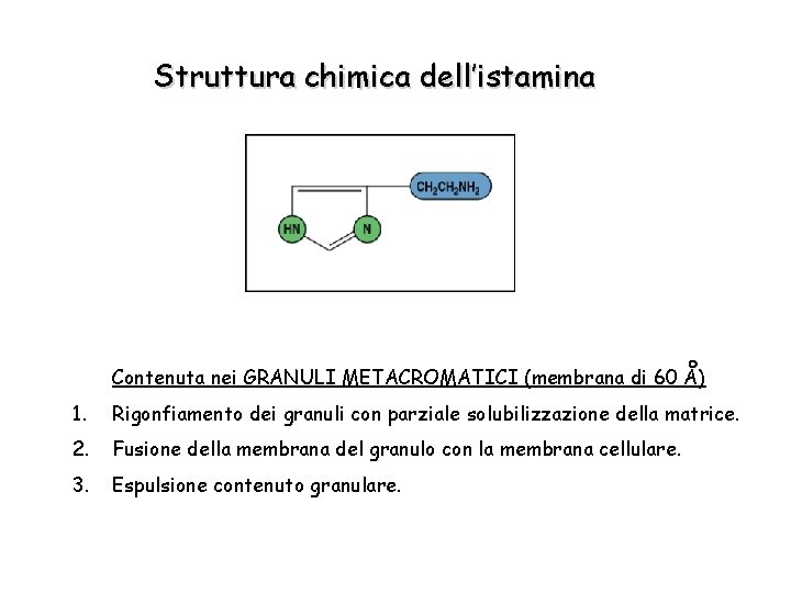 Struttura chimica dell’istamina Contenuta nei GRANULI METACROMATICI (membrana di 60 A) 1. Rigonfiamento dei