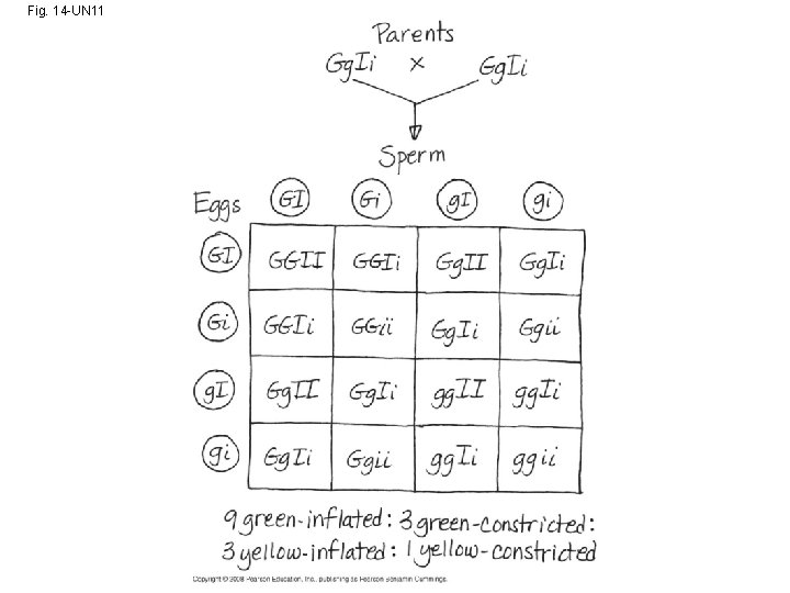 Fig. 14 -UN 11 