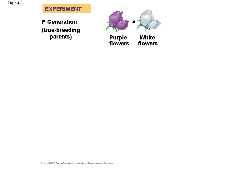 Fig. 14 -3 -1 EXPERIMENT P Generation (true-breeding parents) Purple flowers White flowers 