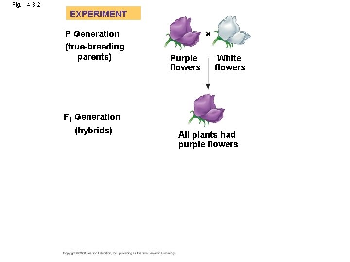 Fig. 14 -3 -2 EXPERIMENT P Generation (true-breeding parents) Purple flowers White flowers F