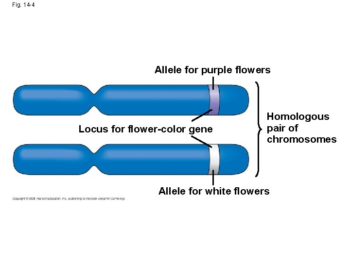 Fig. 14 -4 Allele for purple flowers Locus for flower-color gene Homologous pair of