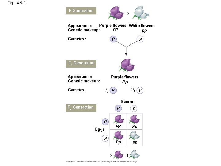 Fig. 14 -5 -3 P Generation Purple flowers White flowers Appearance: Genetic makeup: PP