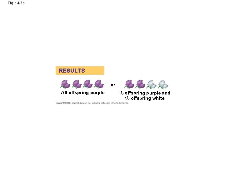 Fig. 14 -7 b RESULTS or All offspring purple 1/2 offspring purple and offspring