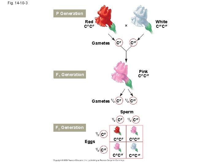 Fig. 14 -10 -3 P Generation Red CRCR White CW CW CR Gametes CW