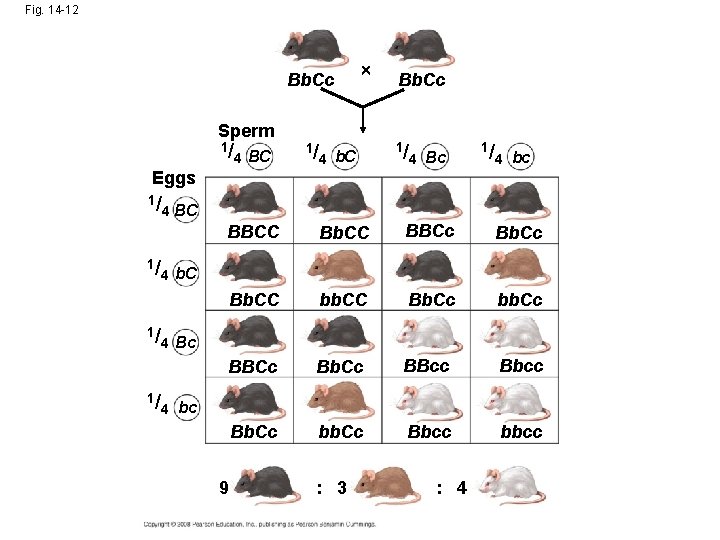 Fig. 14 -12 Bb. Cc Sperm 1/ 4 BC 1/ 4 b. C Bb.