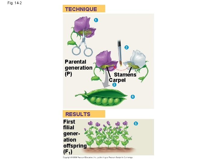 Fig. 14 -2 TECHNIQUE 1 2 Parental generation (P) Stamens Carpel 3 4 RESULTS Fig. 14 -2 TECHNIQUE 1 2 Parental generation (P) Stamens Carpel 3 4 RESULTS