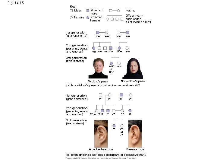 Fig. 14 -15 Key Male Female 1 st generation (grandparents) Affected male Affected female