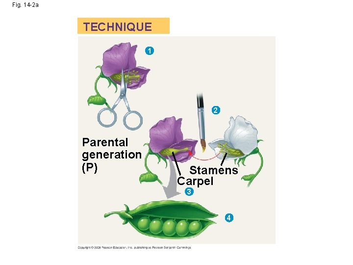 Fig. 14 -2 a TECHNIQUE 1 2 Parental generation (P) Stamens Carpel 3 4