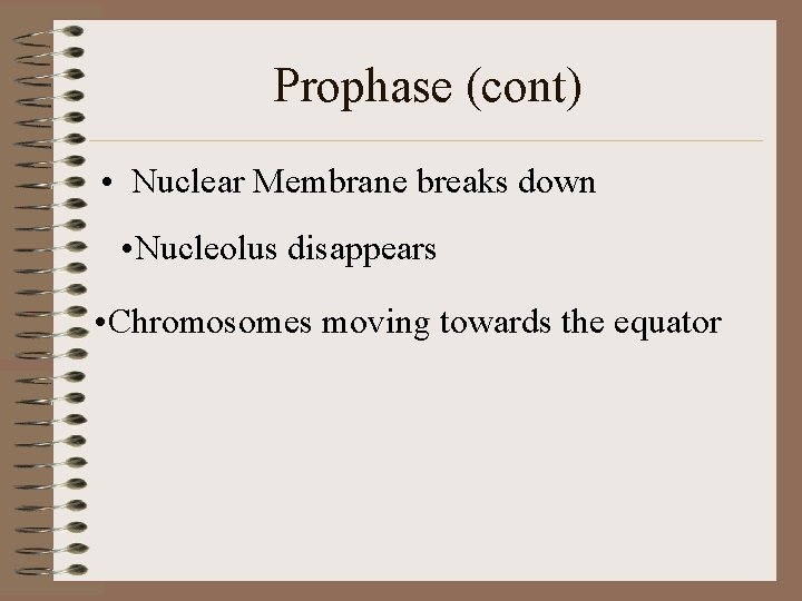 Prophase (cont) • Nuclear Membrane breaks down • Nucleolus disappears • Chromosomes moving towards