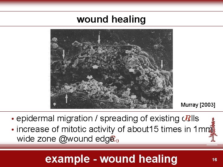 wound healing Murray [2003] • epidermal migration / spreading of existing cells • increase